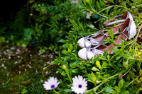 Fotografía de Matrimonio I Josefina y Antonio, Santiago de Chile